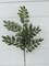 21"L Sage Green Glitter Honey Locust Spray - Sparkly Floral Holiday Decoration-XS216979